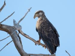 Young bald eagle perched on a bare tree branch against clear blue sky