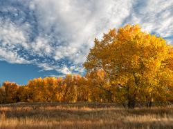 Autumn trees with golden leaves under a partly cloudy sky.
