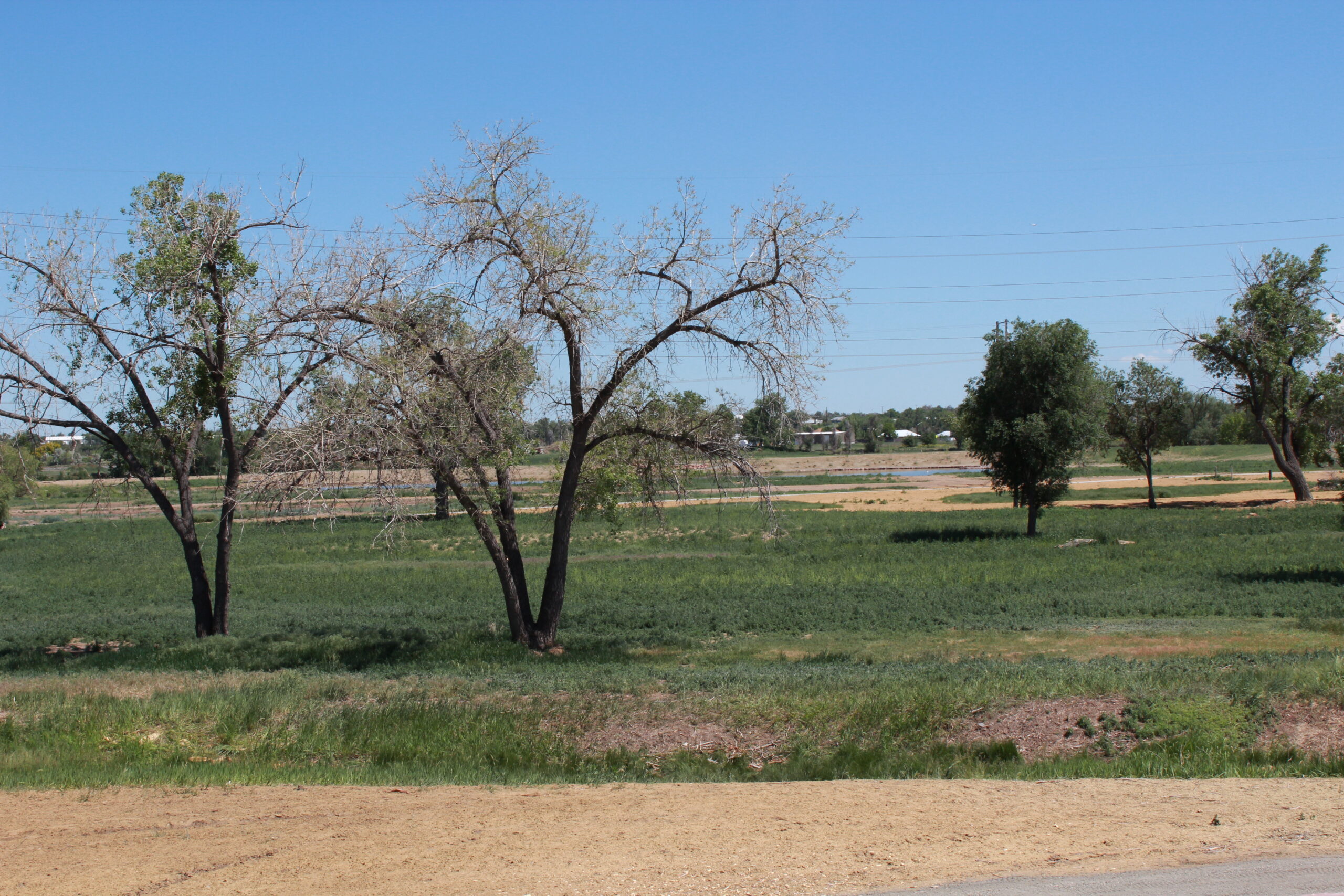 Sparse trees in a green field under a clear blue sky