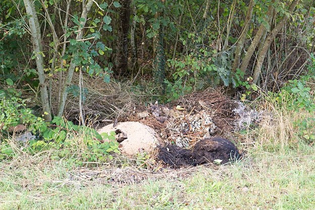 Pile of organic waste decomposing at the edge of a forest.