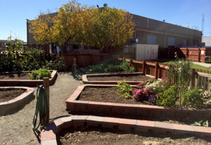Community garden with raised beds, trees, and blooming flowers on a sunny day.
