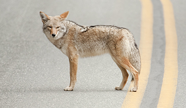 Coyote standing on road, looking back.