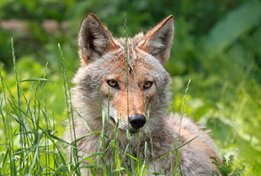 Coyote-2.jpg: Coyote peering through tall grass with alert expression
