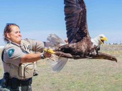 Woman in uniform releasing a bald eagle into the sky, grassy landscape in background