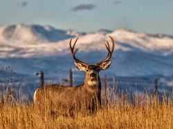 A deer with antlers standing in tall grass before snowy mountains.