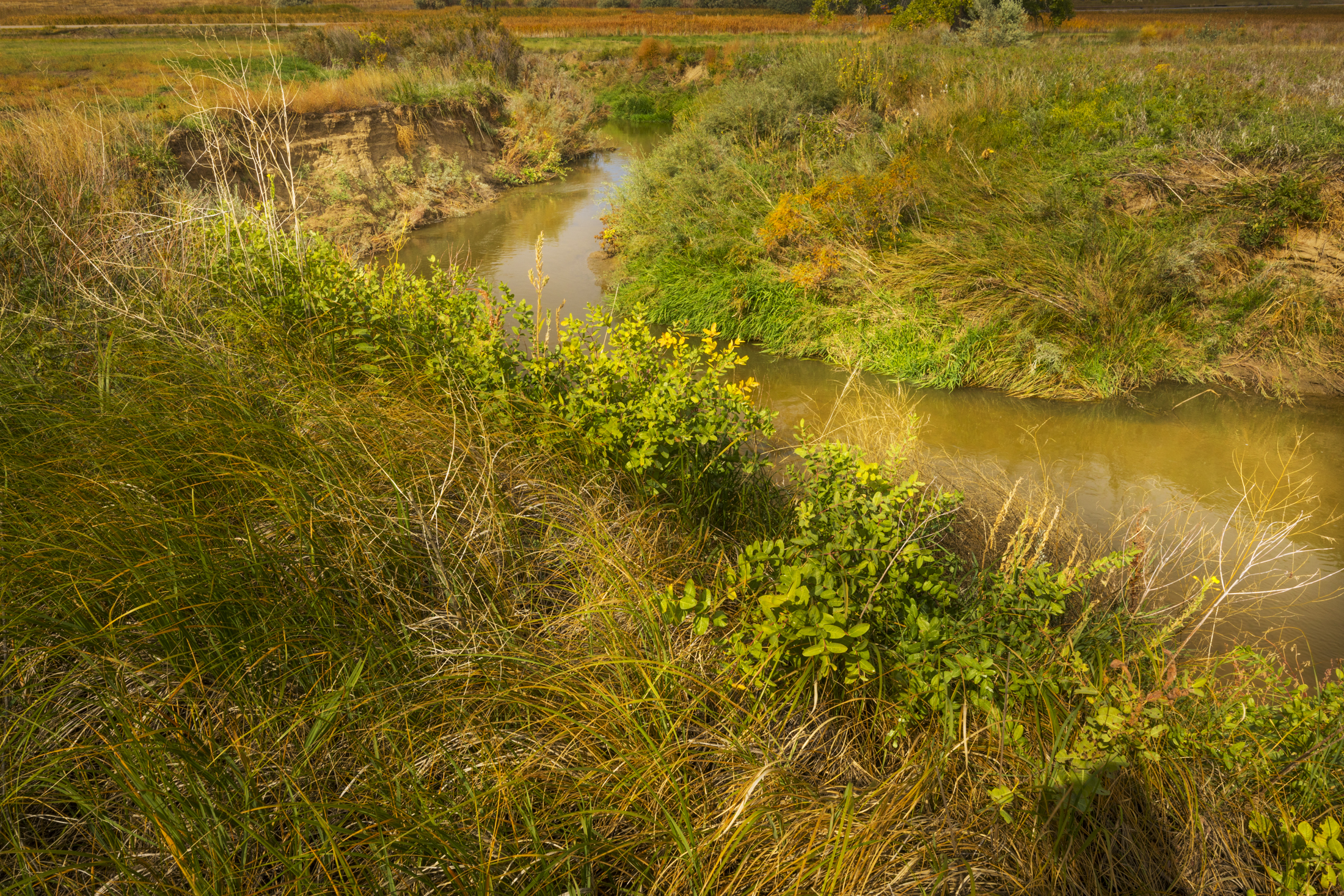 Winding stream surrounded by dense grass and green foliage.