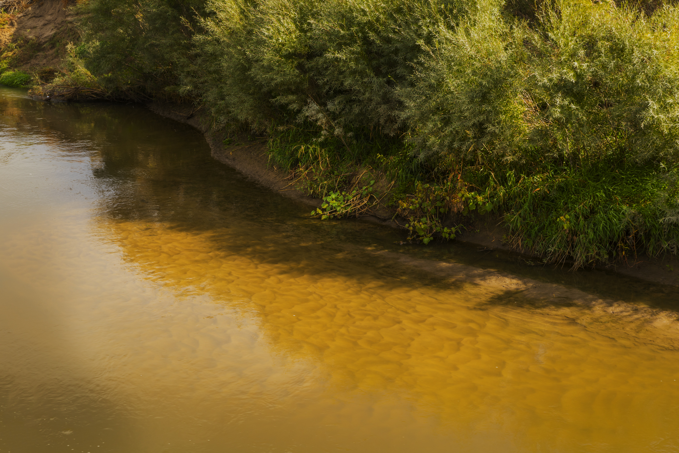 Calm stream with sandy bottom and lush green bushy bank