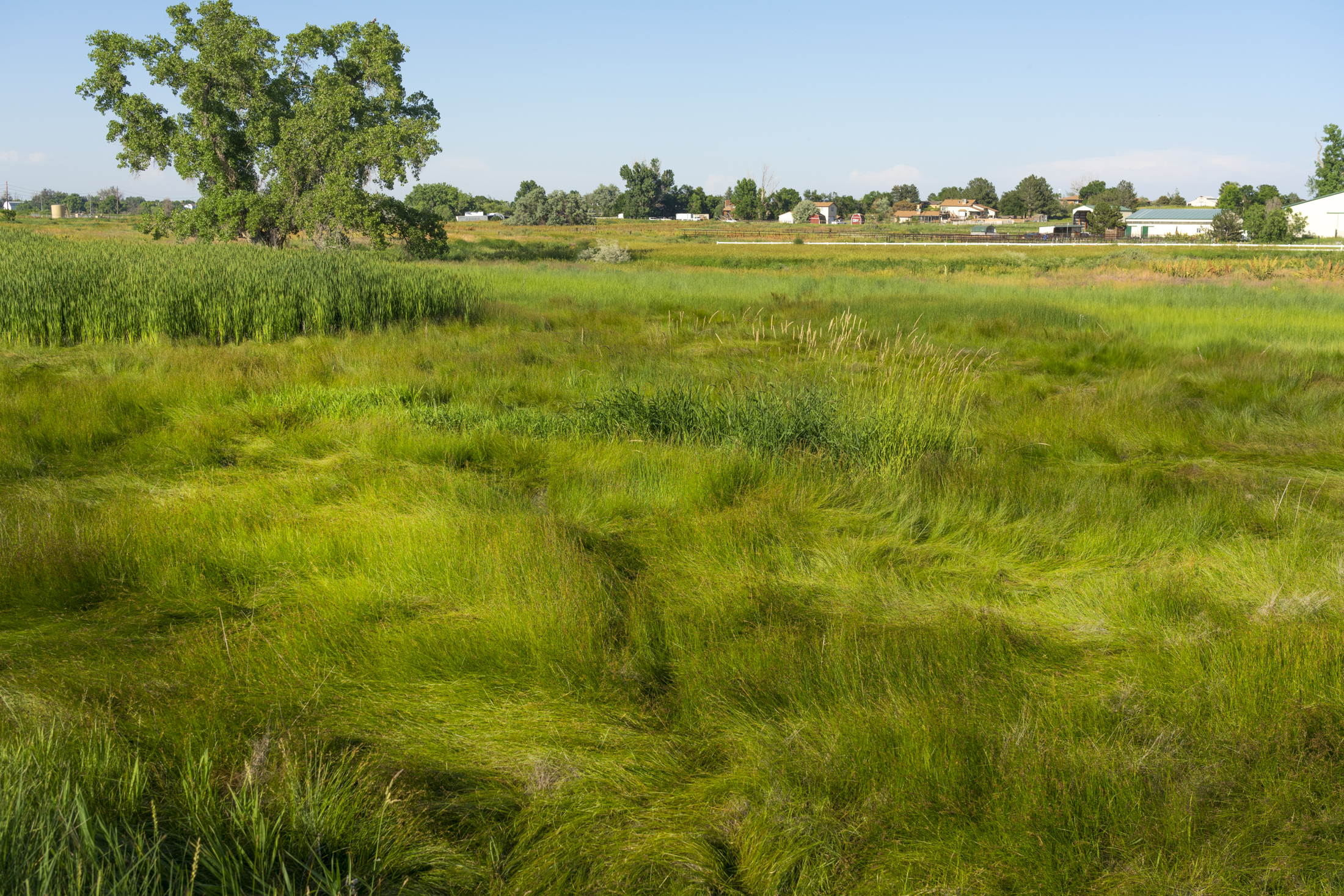 Lush green meadow with tall grasses under a clear blue sky.