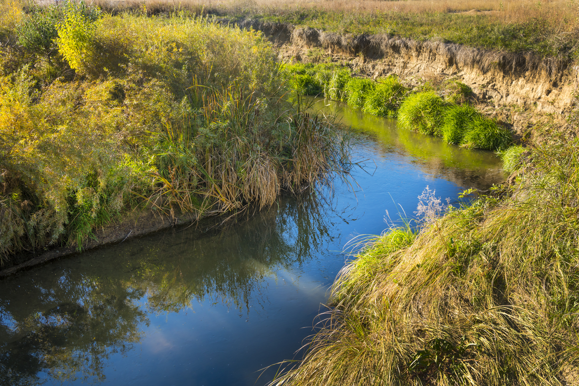 Sunny creek landscape with green and yellow foliage reflecting in water