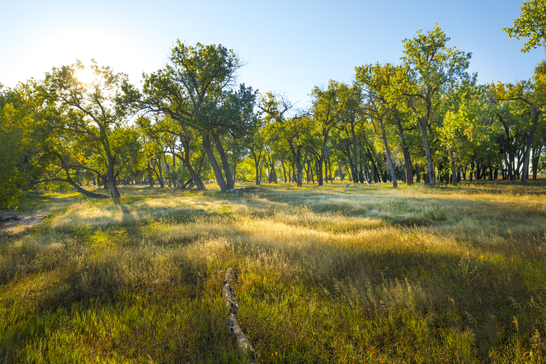 Sunlit meadow with tall trees and green grass.