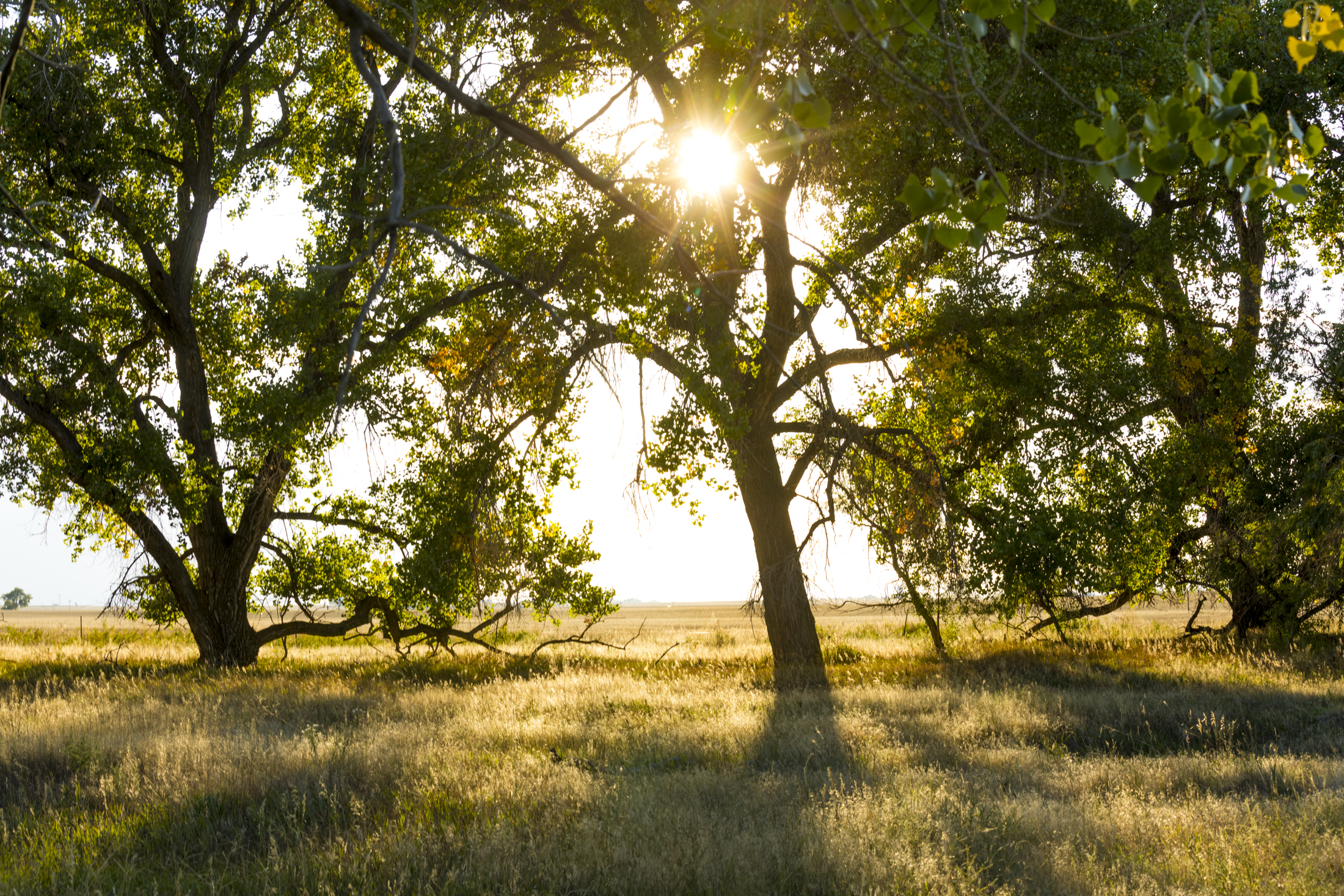 Sunlight filtering through trees in a grassy landscape
