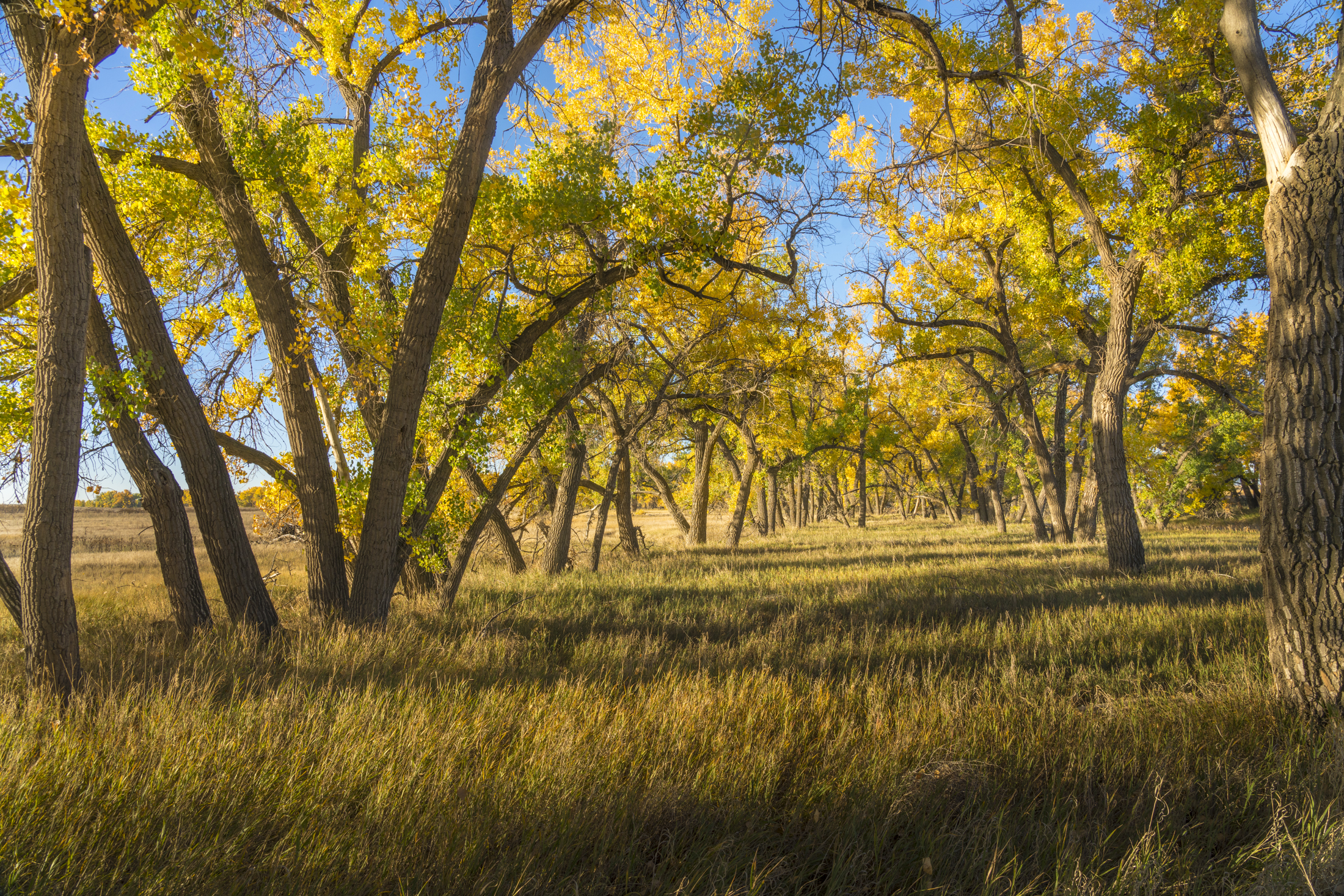Golden autumn trees in a sunlit forest, casting long shadows on grass.