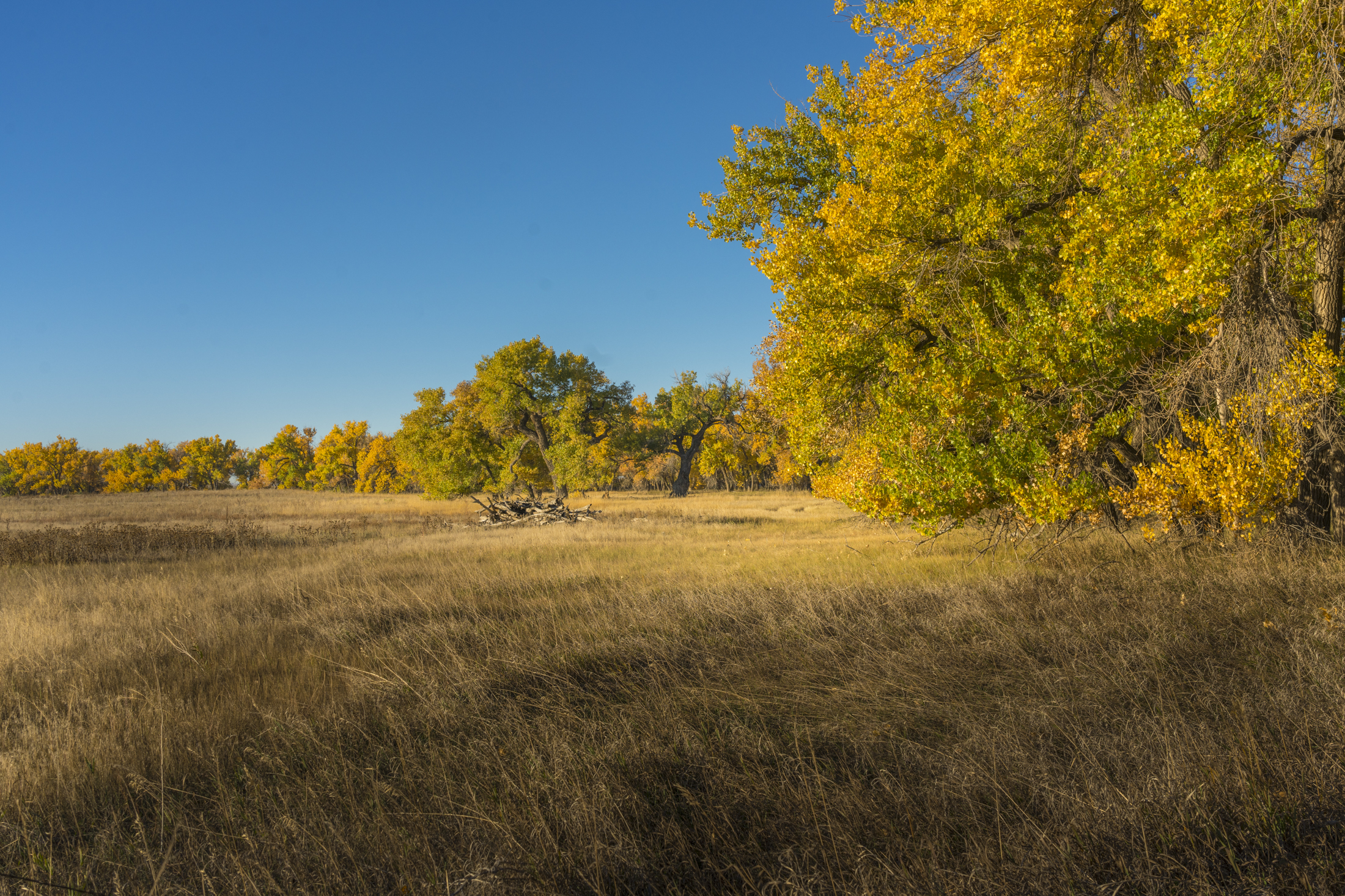 Autumn landscape with yellow trees under a clear blue sky.