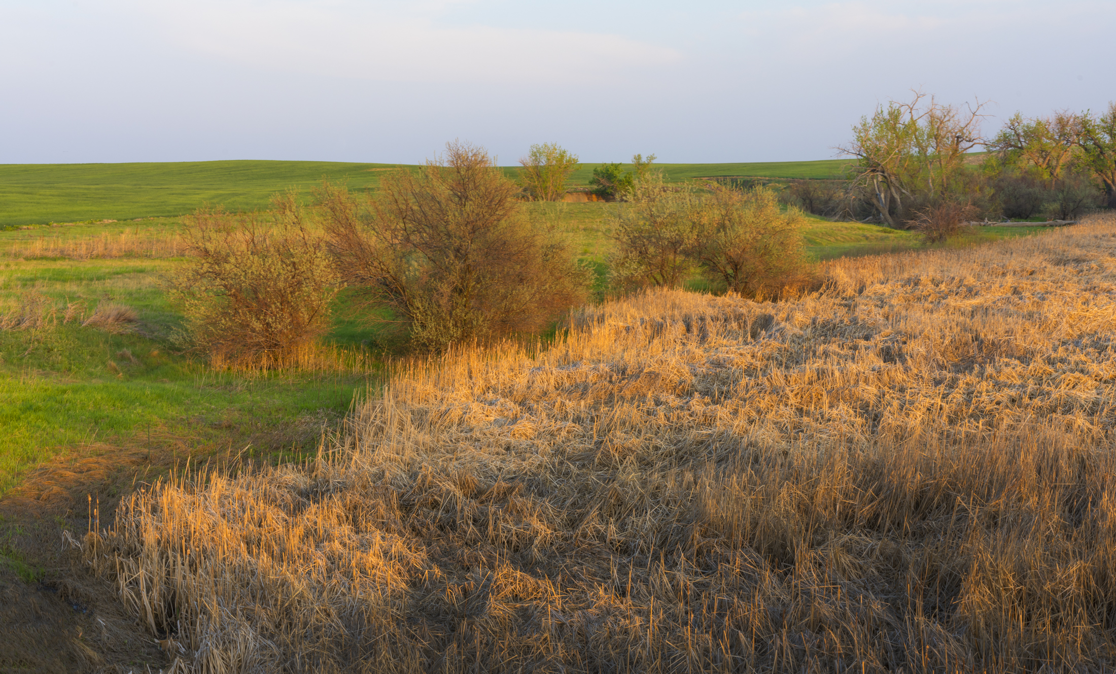Box Elder Creek landscape with rich green fields, dry golden reeds, and scattered trees under a soft sky.