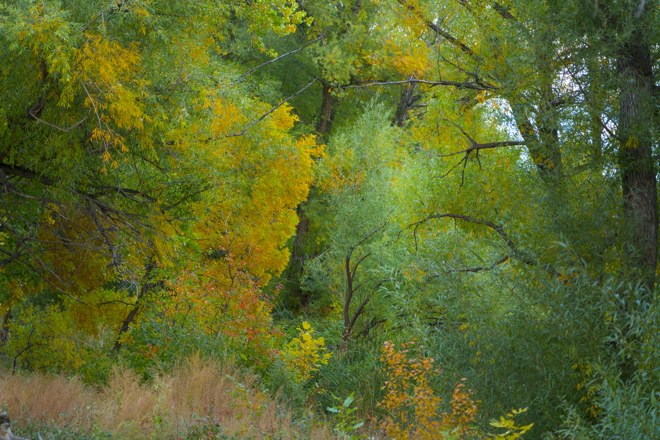 Vibrant autumn forest with a mix of green, yellow, and orange foliage.