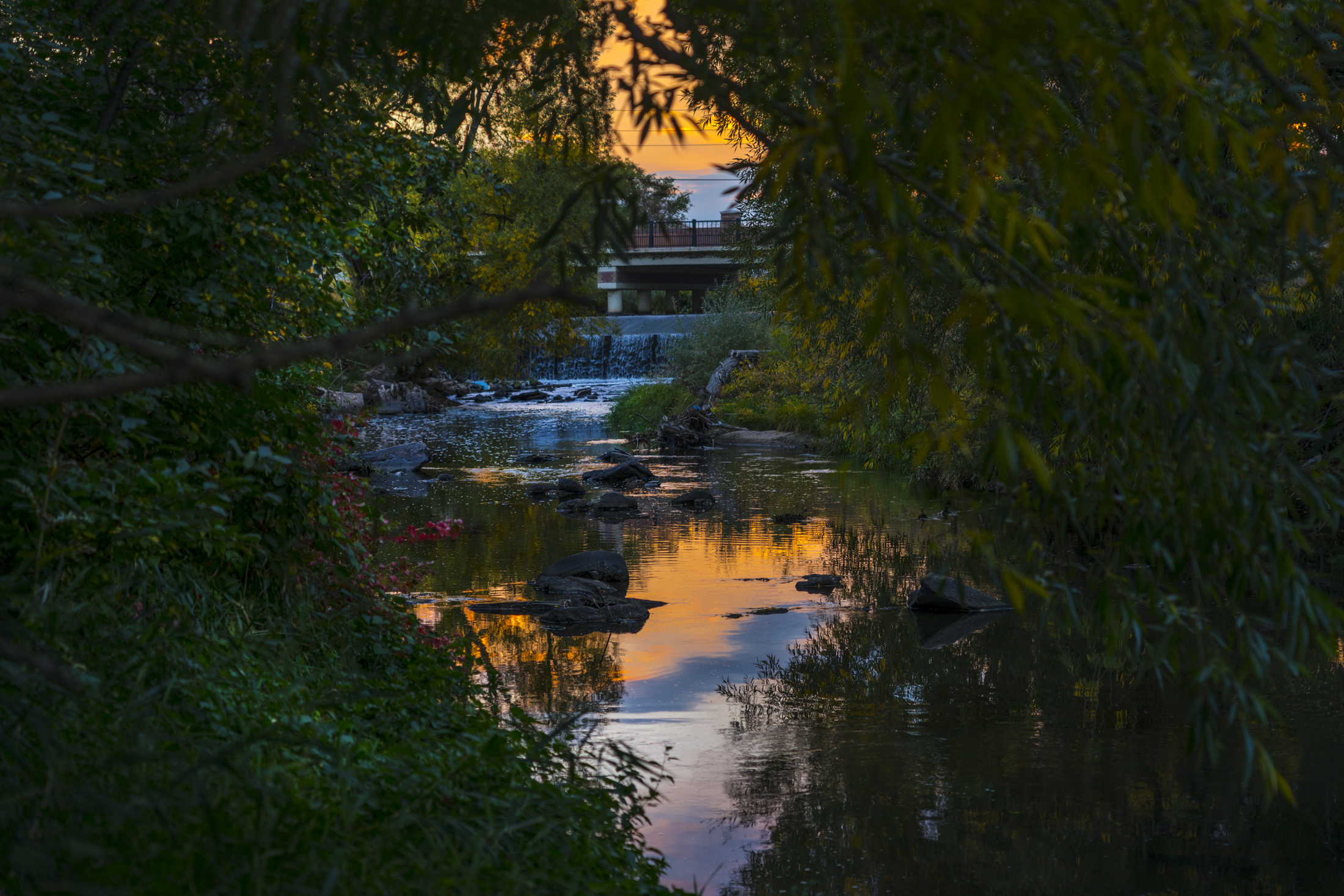 Creek reflecting vibrant sunset through lush green foliage and a distant bridge.