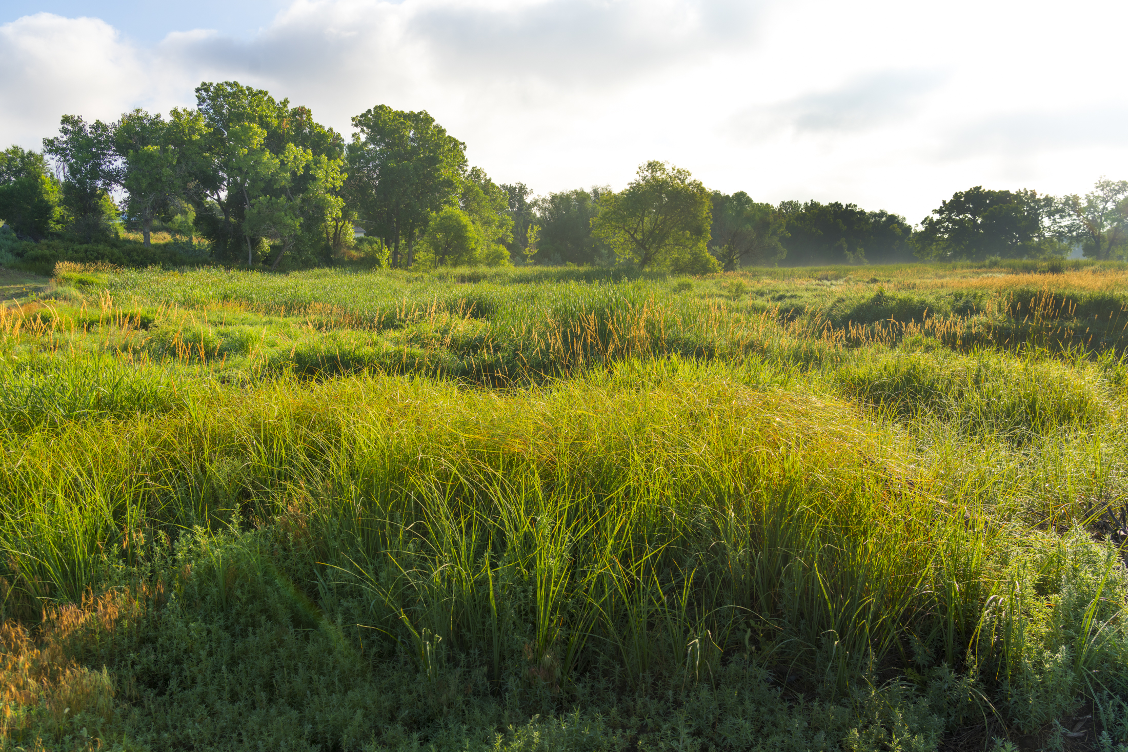 Lush green meadow with tall grasses and surrounding trees under a partly cloudy sky