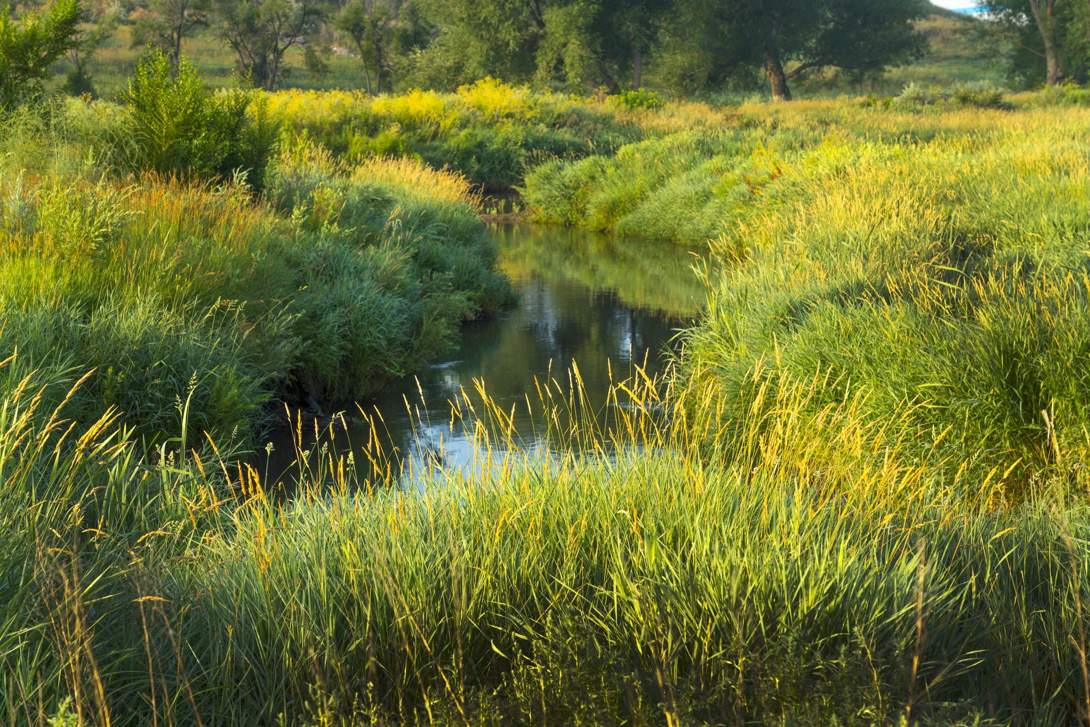 Sunlit creek winding through lush green reeds and grass.