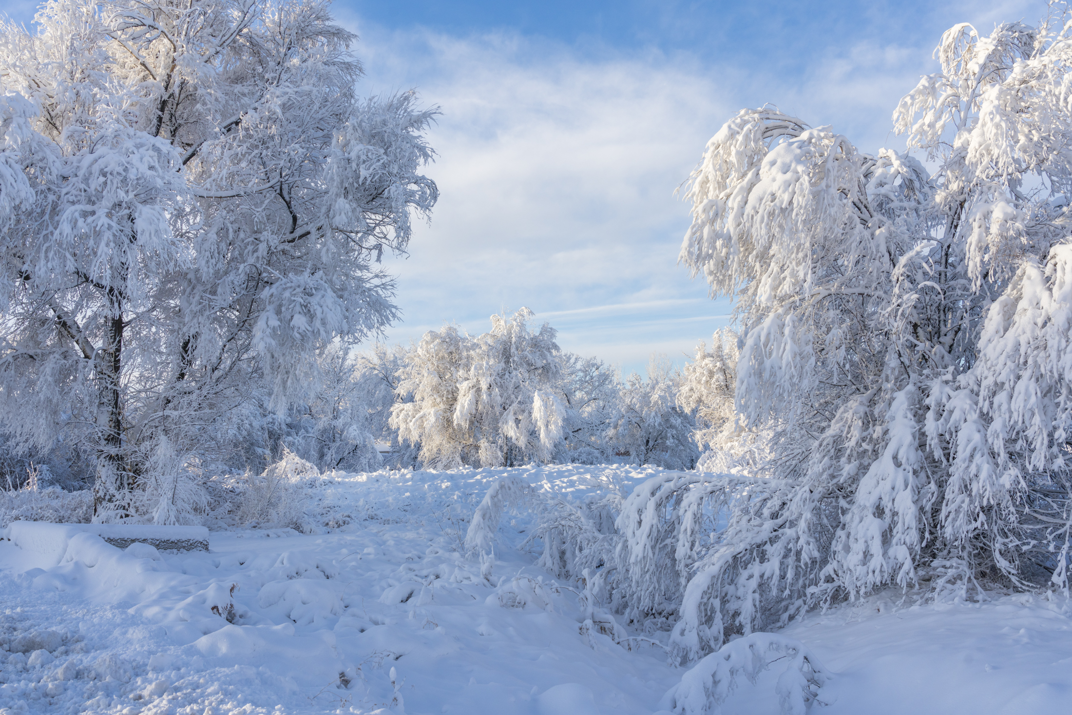 Snow-covered trees in a winter landscape under a clear blue sky