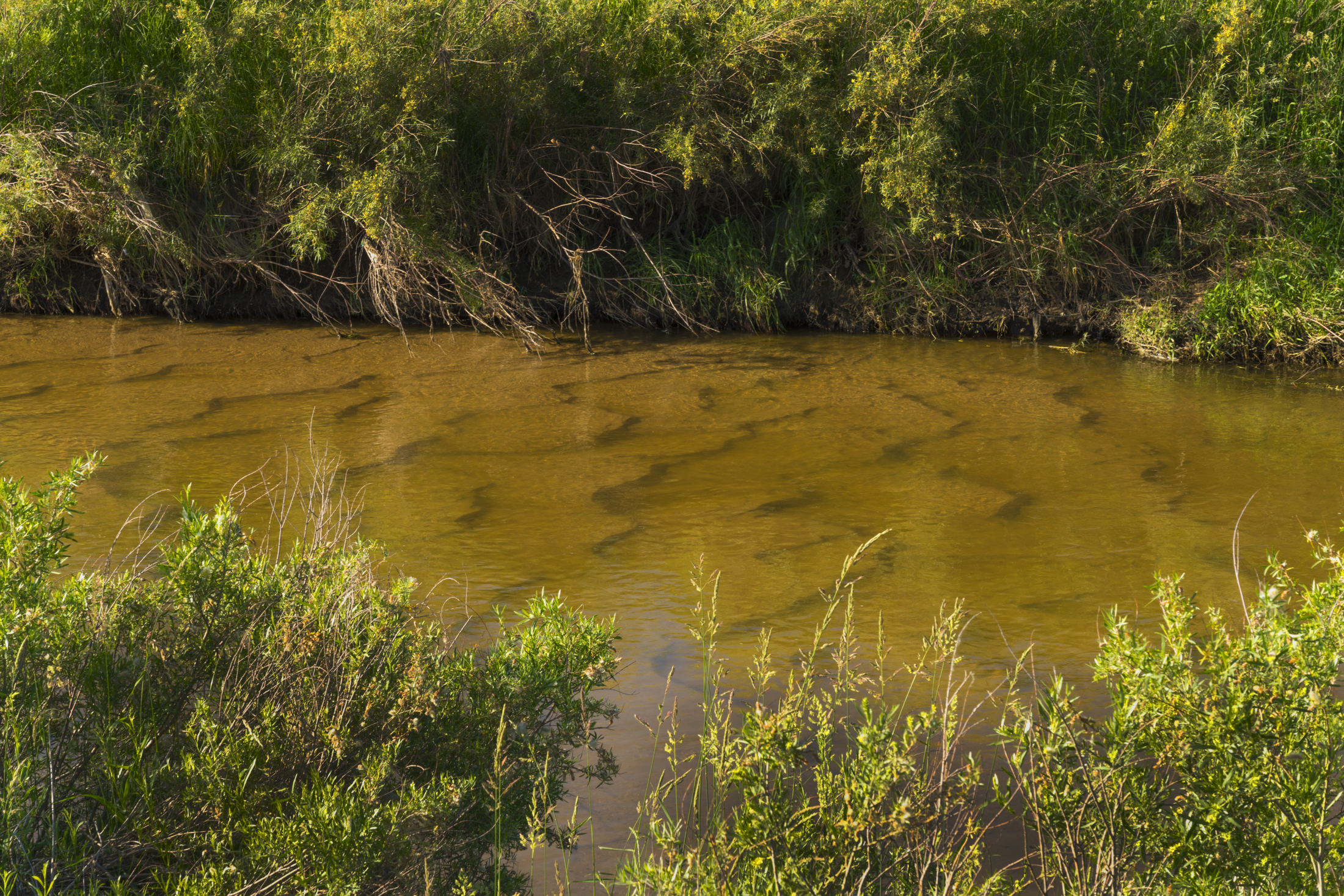 Clear, shallow creek with visible fish, surrounded by lush greenery