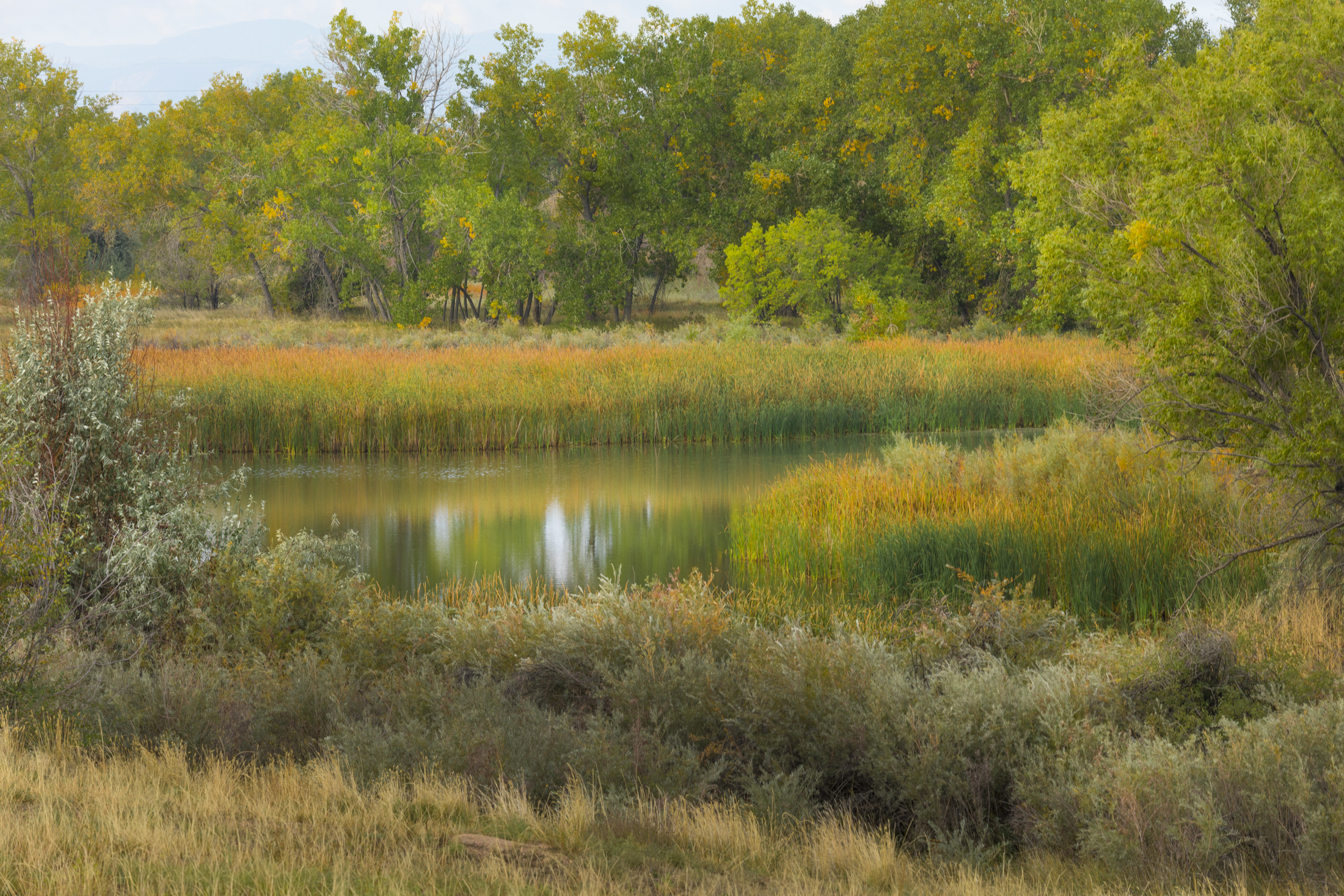 Colorful autumn marshland with a pond surrounded by lush green trees and grasses