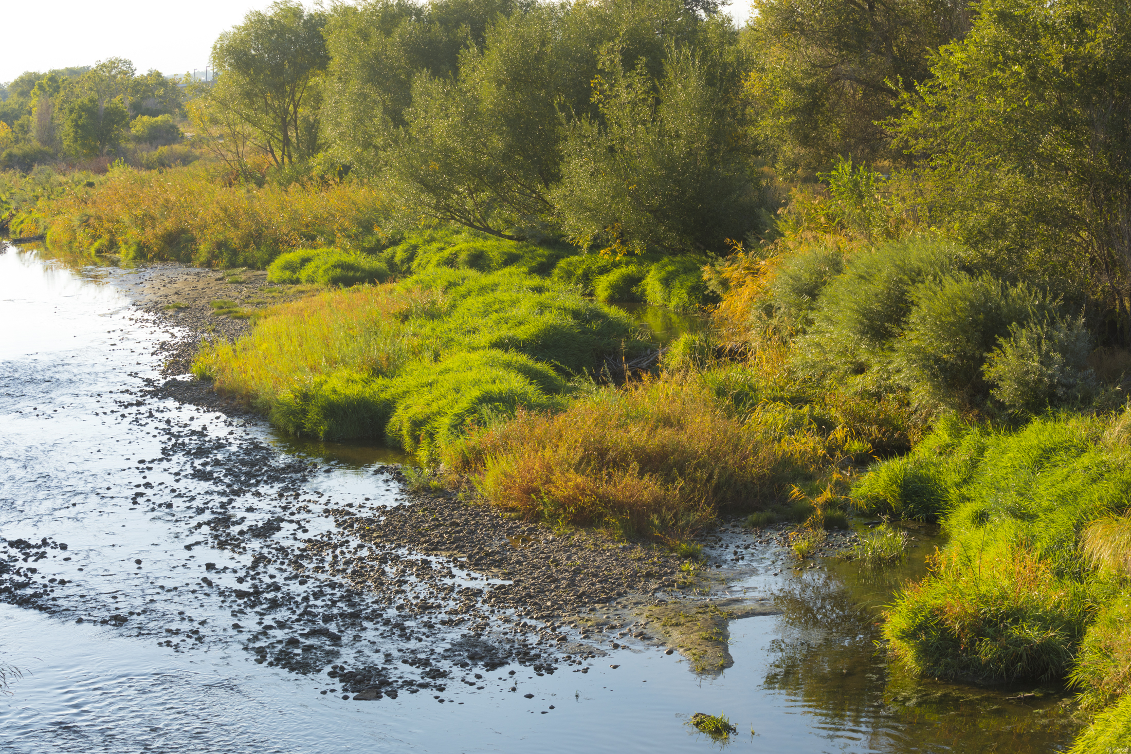Lush green riverside vegetation with trees and calm water.