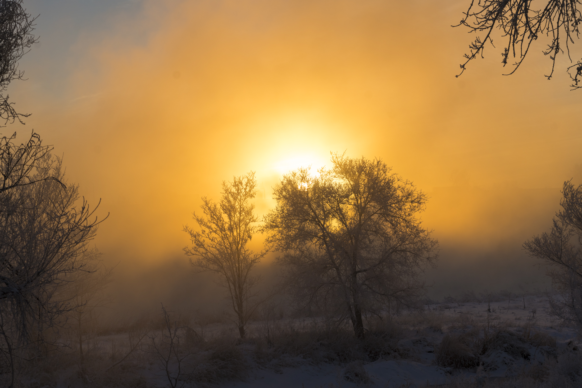Sunrise behind silhouetted trees, casting a golden glow.