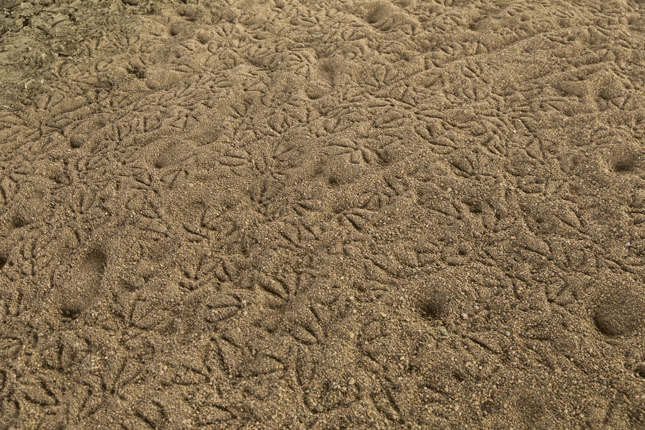 Bird tracks cover sandy riverbank area.