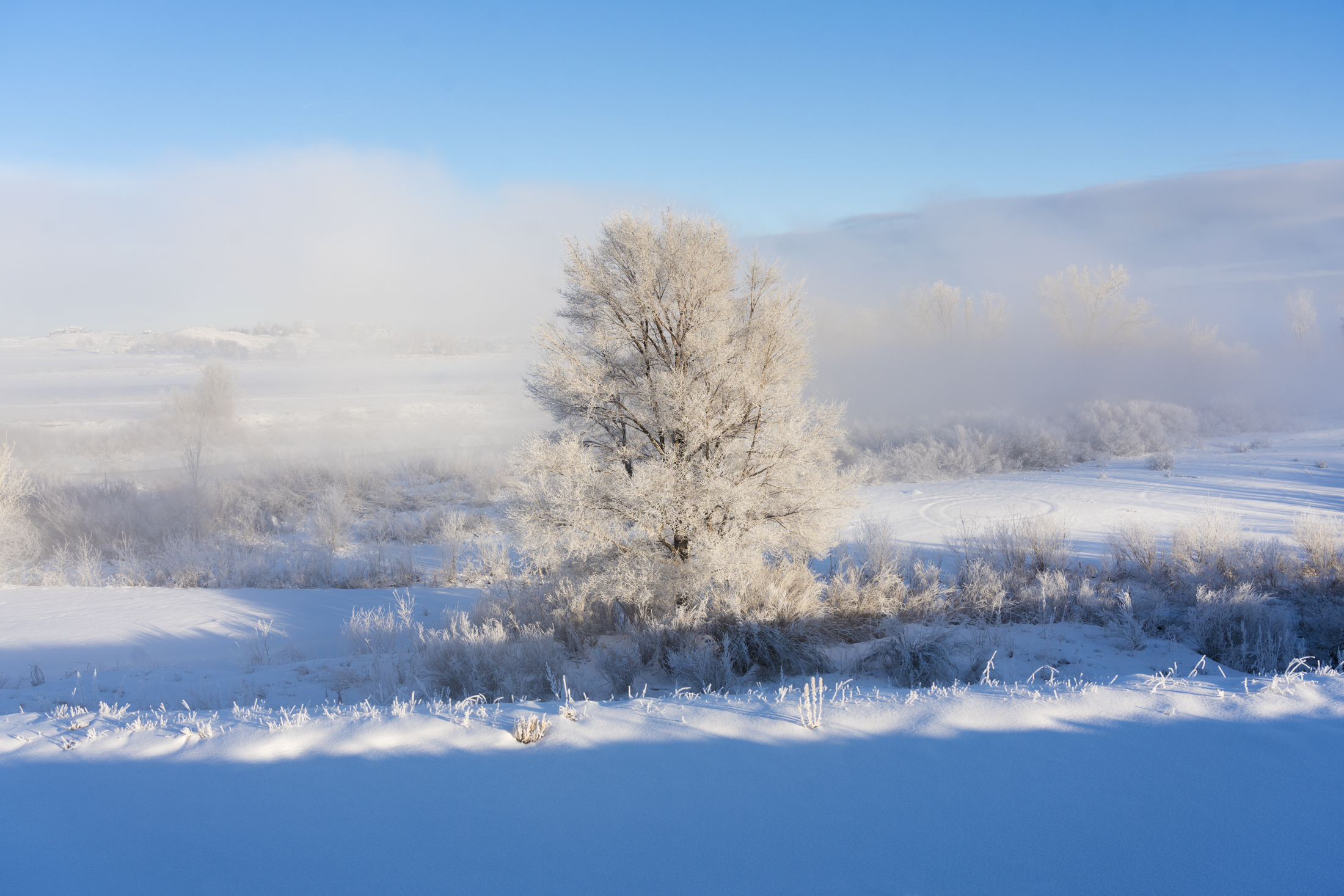 Frost-covered tree in snowy landscape under clear blue sky